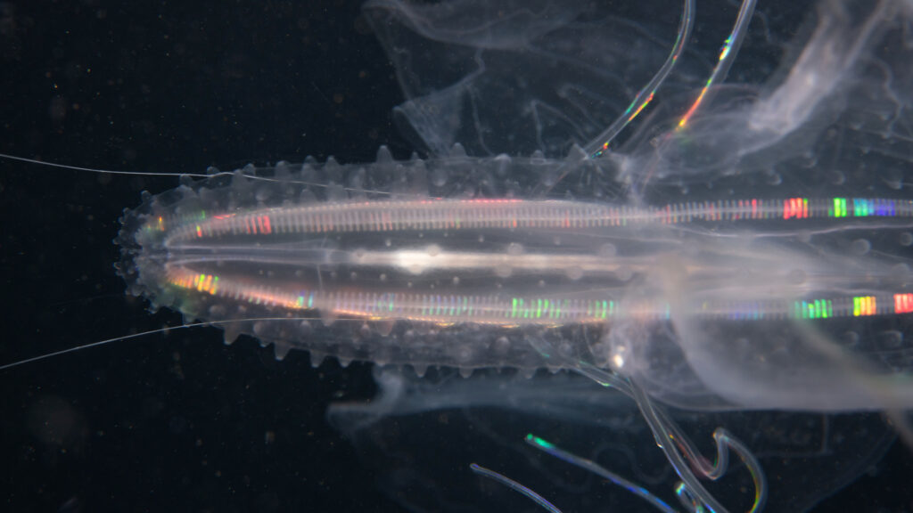 Manfred Wakolbinger, Freitag, 20. März 2026, 19:00 – VERNISSAGE, Ausstellung.