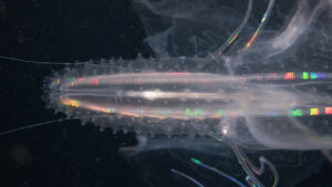 Rippenqualle Manfred Wakolbinger